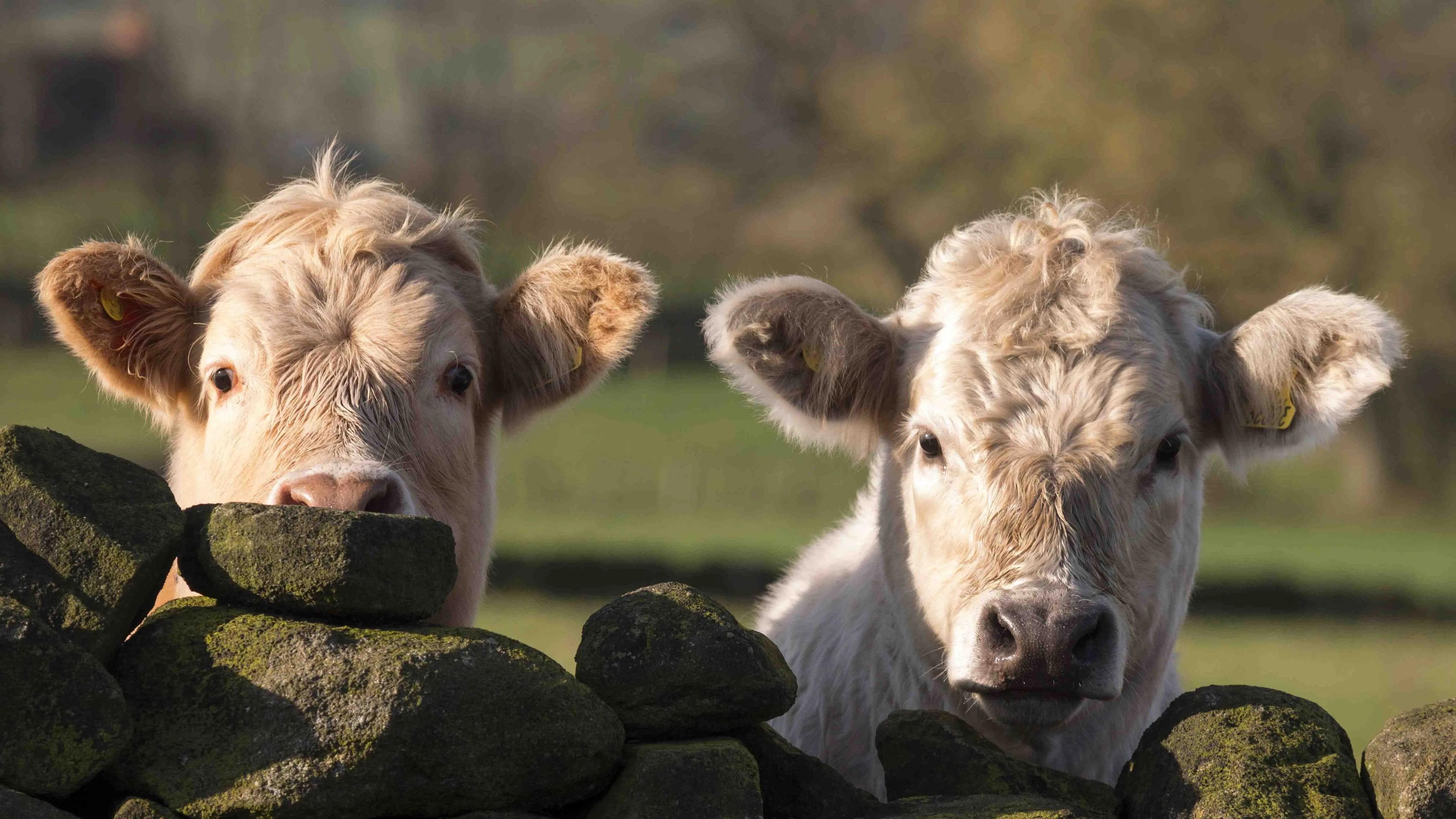 Stay Safe Around Cows: Essential Tips for Walkers and Runners
