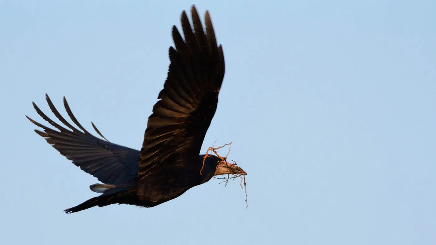 Rook, crow or raven? How to tell them apart