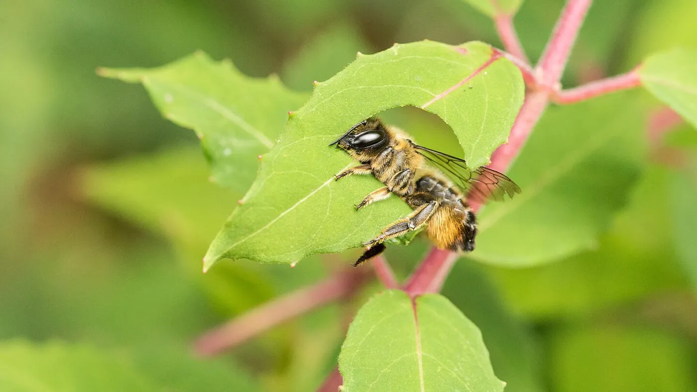 Types of bees in the UK: how to identify them